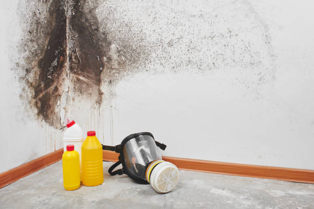 Trusted Holcom, KS Mold Removal Experts