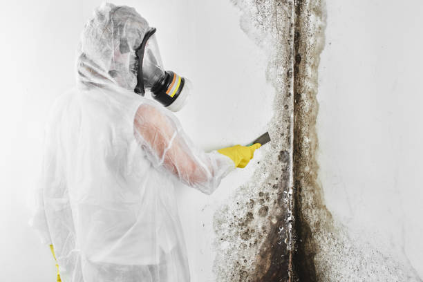 Best Same-Day Mold Removal  in Holcom, KS