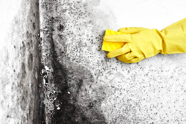 Best Mold Testing  in Holcom, KS
