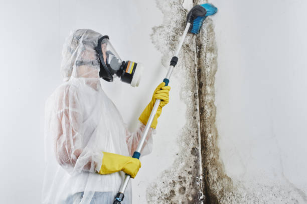 Best Mold Removal Process  in Holcom, KS