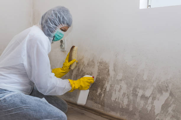 Best Black Mold Removal  in Holcom, KS