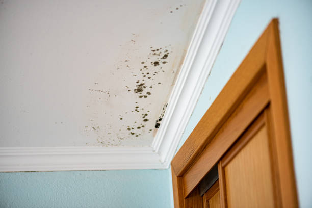 Best Mold Removal Near Me  in Holcom, KS