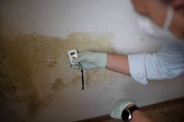 Best Home Mold Removal  in Holcom, KS