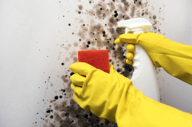 Best Black Mold Removal  in Holcom, KS