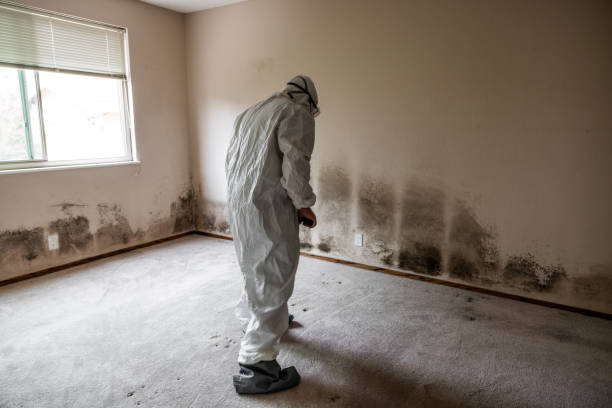 Home Mold Removal in Holcom, KS