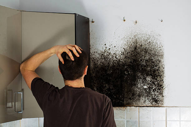 Best Office Mold Removal Services  in Holcom, KS