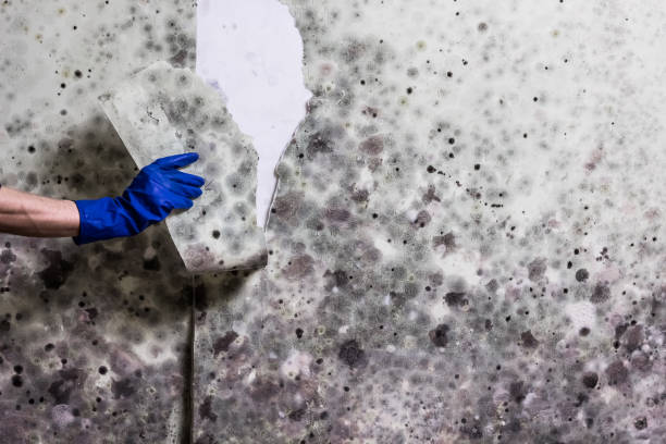 Best Certified Mold Removal  in Holcom, KS